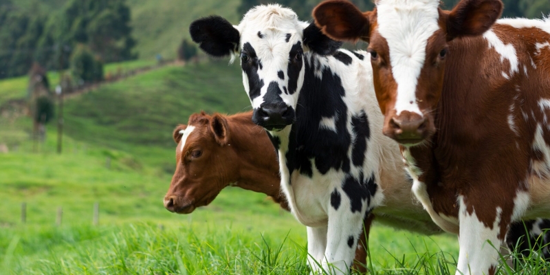 6 вещей и существ, опасность которых вы явно недооцениваете