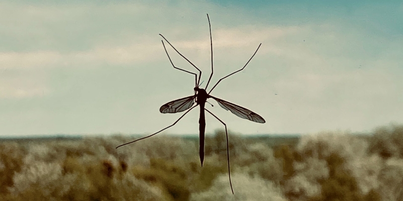 6 вещей и существ, опасность которых вы явно недооцениваете